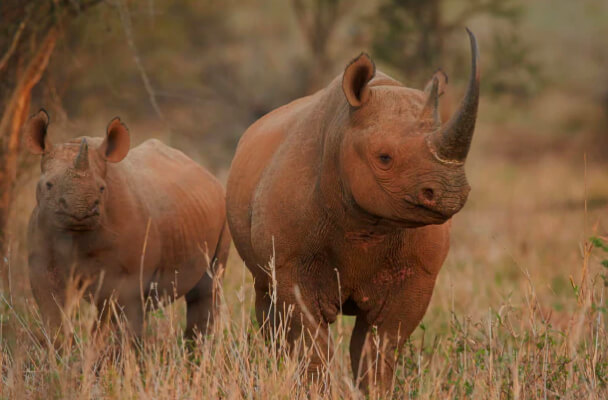 Has helped protect the planet through wildlife conservation and De Beers' commitment to be carbon neutral by 2030.